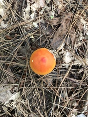 Amanita