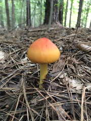 Amanita
