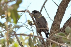 Poicephalus rueppellii