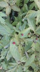 Lonicera alpigena