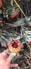 Protea effusa