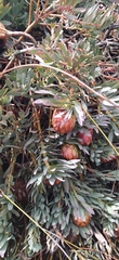 Protea effusa