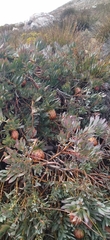 Protea effusa