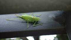 Meconema meridionale