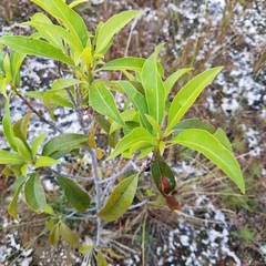 Sideroxylon salicifolium