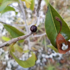 Sideroxylon salicifolium
