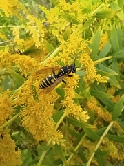 Polistes dominula