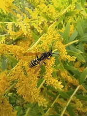 Polistes dominula