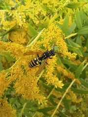 Polistes dominula