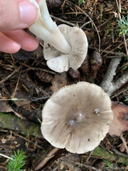 Tricholoma