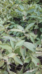 Lonicera alpigena