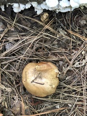 Suillus