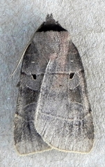 Agnorisma badinodis