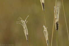 Chloris