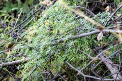 Cenolophium denudatum