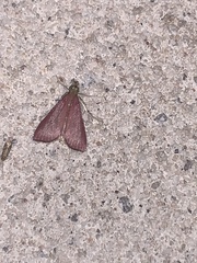 Pyrausta inornatalis