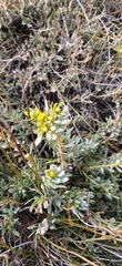 Leucadendron arcuatum