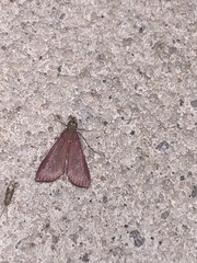 Pyrausta inornatalis