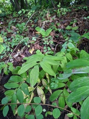 Polygonatum multiflorum