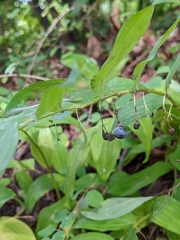 Polygonatum multiflorum