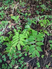 Polygonatum multiflorum