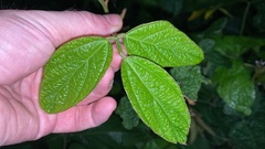 Glycine max