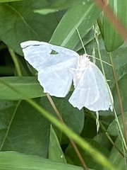 Campaea perlata