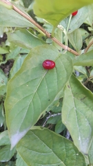 Lonicera alpigena