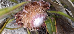 Protea