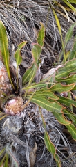 Protea