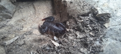 Euscorpius