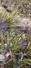 Protea
