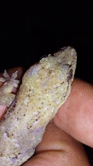 Hemidactylus palaichthus