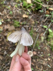 Tricholoma