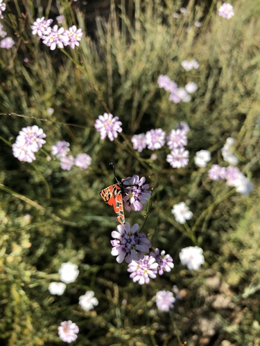 Chalk Burnet, Rognes, Provence-Alpes-Côte d'Azur, FR, photo 10 of 10