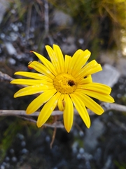 Ursinia dentata