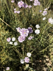 Iberis