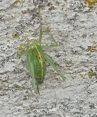 Meconema meridionale