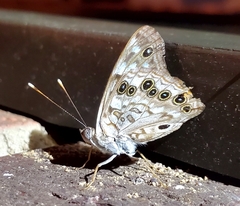 Apaturinae