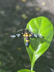 Amata sperbius