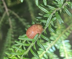 Paropsis intermedia