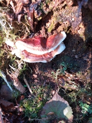 Heterobasidion annosum