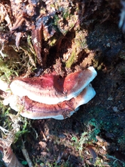 Heterobasidion annosum