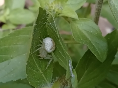 Thomisidae