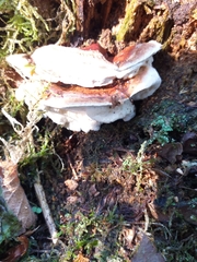 Heterobasidion annosum