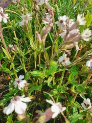 Microbotryum lychnidis-dioicae