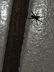 Zelotes