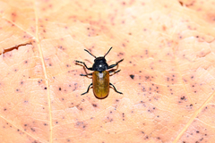 Labidostomis longimana