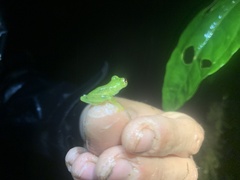 Chimerella mariaelenae