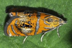 Olethreutes arcuella